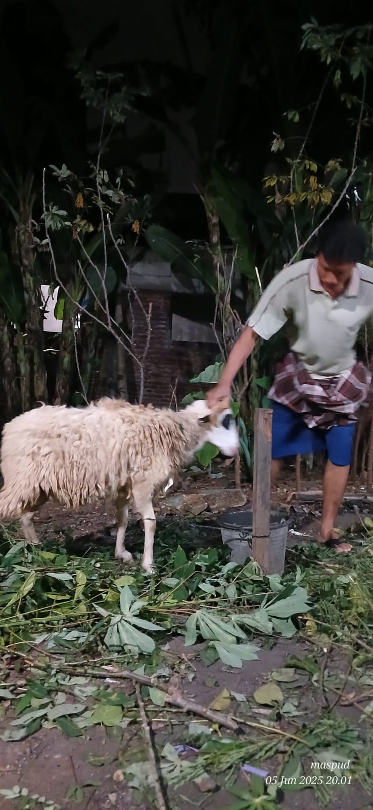 Penyaluran Hewan Qurban dalam rangka Hari Raya Idul Adha 2025
